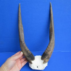 Bushbuck Skull Plate with 12" Horns - $32