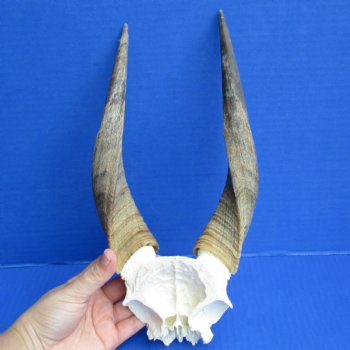 Small Bushbuck Skull Plate with 9" & 10" Horns - $40