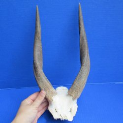Bushbuck Skull Plate with 12" Horns - $32
