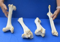 Genuine 4 piece buffalo leg bone set for sale $55/set