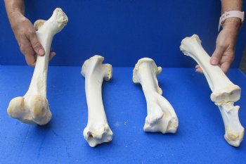 Genuine 4 piece buffalo leg bone set for sale $55/set
