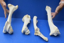 4 piece buffalo leg bone set , available to buy for $55/set