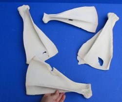 4 Authentic 11 to 13 inch B-Grade Blesbok Shoulder Blade Bones for $20