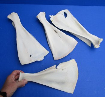 4 Authentic 11 to 13 inch B-Grade Blesbok Shoulder Blade Bones for $20