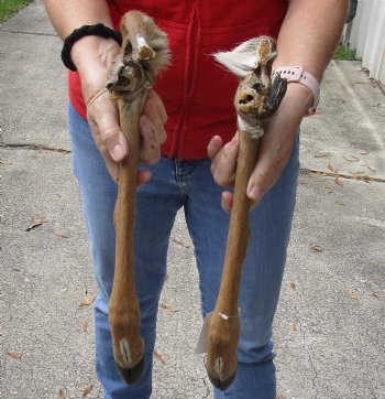 Two Preserved Deer legs for sale16 and 17 inches in length, buy these for $25