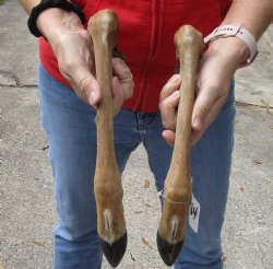 Two Preserved Deer legs for Crafts 12 and 13 inches in length, buy these for $20