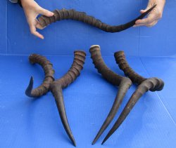 5 piece lot of Impala Horns with bone core for sale - $65/lot