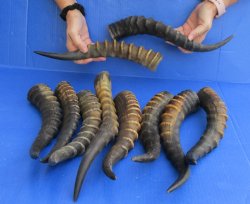 10 Piece Lot Of African Male Blesbok Horns 14 To 17 inches for crafts $95/lot