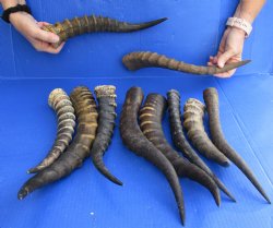 B-Grade 10 pc lot of Female and Male Blesbok horns for horn craft - $60/lot