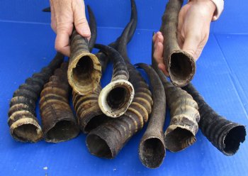 B-Grade 10 pc lot of Female and Male Blesbok horns for horn craft - $60/lot