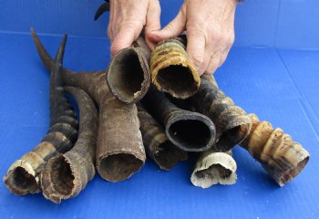 Authentic 10 pc lot of B-Grade African Female and Male Blesbok horns, available for sale $60/lot