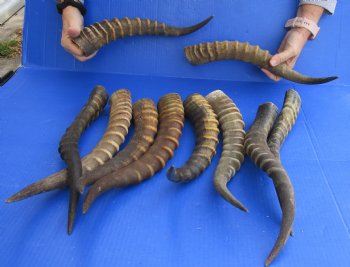 Authentic 10 pc lot of Male Blesbok horns 14 to 17 inches buy now for - $95/lot