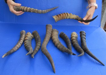 Genuine 10 pc lot of B-Grade Female and Male Blesbok horns, available for sale - buy now for - $60/lot