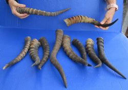 Genuine 10 pc lot of B-Grade Female and Male Blesbok horns, available for sale - buy now for - $60/lot
