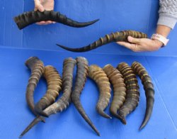 10 pc lot of Male Blesbok horns 14 to 17 inches for sale - $95/lot