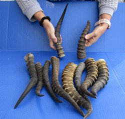 Authentic 10 pc lot of B-Grade Female and Male Blesbok horns buy now for - $60/lot
