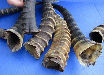 Authentic 10 pc lot of B-Grade Female and Male Blesbok horns buy now for - $60/lot
