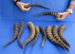 10 pc lot of B-Grade African Female and Male Blesbok horns for horn crafts- $60/lot