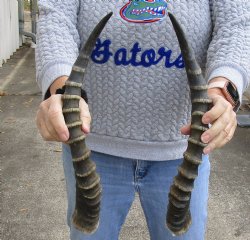 Buy this Matching Pair of male Blesbok horns, 18 inches for $30/pair
