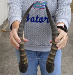 Authentic Matching Pair of male Blesbok horns, 15 and 16 inches - $30/pair