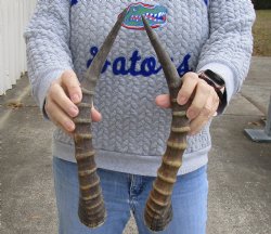 Matching Pair of male Blesbok horns, 15 inches - $30/pair