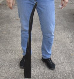 34" Polished Long Buffalo Horn