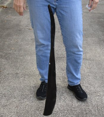 34 inch polished long buffalo horn, available for sale - buy now for - $24
