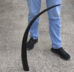 33 inch polished long buffalo horn for sale - $24