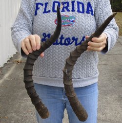 2 XXL African Impala Horns with bone core for sale - $40/lot