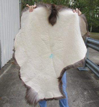 Real Craft Grade 42 inch by 35 inch Tanned Reindeer hide - $65