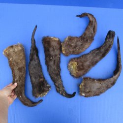 6 Otter Tails, Preserved with Formaldehyde - <font color=red>Special Price $20</font>