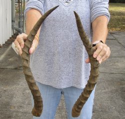 African Impala Horns with bone core matching pair for sale - $34/pair