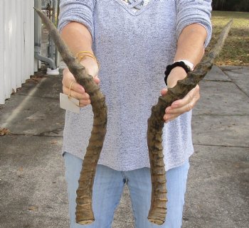 African Impala Horns with bone core matching pair for sale - $34/pair