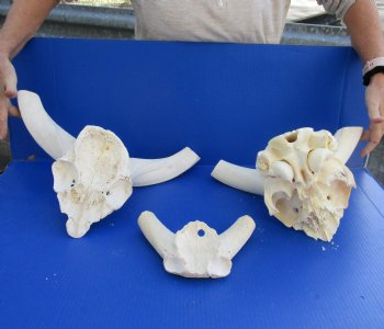 Authentic Kudu Skull Plates with No Horns - 3 piece lot measuring 7 to 14 inches for $20