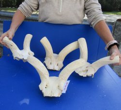 Authentic Kudu Skull Plates with No Horns - 4 piece lot measuring 8 to 11 inches for $20