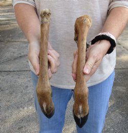 2 Large Deer legs 15-1/2 and 19 inches cured in formaldehyde $25