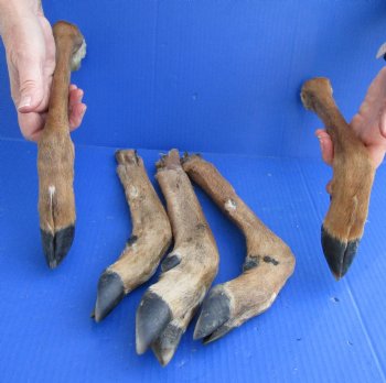 Buy this 5 piece lot of Medium Whitetail Deer legs 13 to 15 inches cured in formaldehyde for $35  