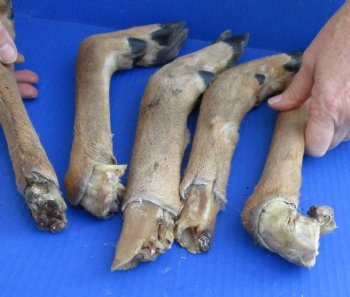 Buy this 5 piece lot of Medium Whitetail Deer legs 13 to 15 inches cured in formaldehyde for $35  