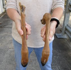 Two Preserved Large Deer legs 16-1/2 and 19-1/2 inches for $25