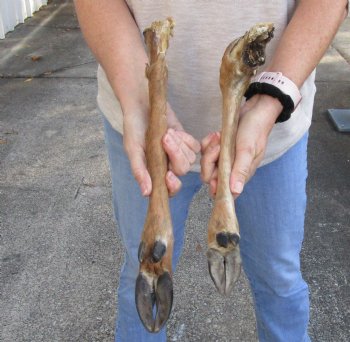 Two Preserved Large Deer legs 16-1/2 and 19-1/2 inches for $25