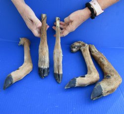 5 piece lot of Medium Whitetail Deer legs 11 to 16 inches cured in formaldehyde $35  