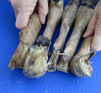 5 piece lot of Medium Whitetail Deer legs 11 to 16 inches cured in formaldehyde $35  