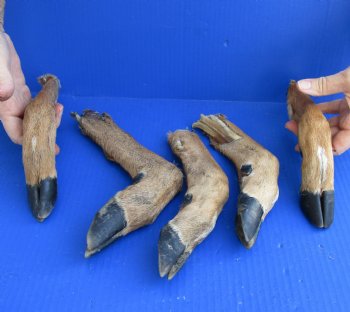 5 piece lot of Authentic Small Whitetail Deer legs 9-1/2 to 12-1/2 inches, cured in formaldehyde - buy now for $30