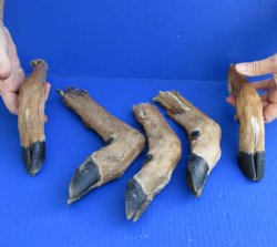 5 piece lot of Authentic Small Whitetail Deer legs 9-1/2 to 12-1/2 inches, cured in formaldehyde - buy now for $30