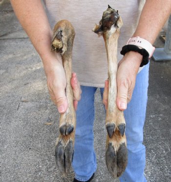 Two Large Preserved Authentic Whitetail Deer legs 15-1/2 and 18-1/2 inches - buy now for $25