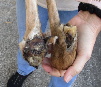 Two Large Preserved Authentic Whitetail Deer legs 15-1/2 and 18-1/2 inches - buy now for $25