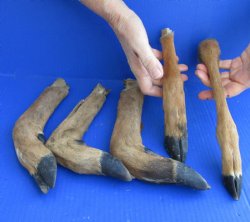 5 piece lot of Medium Whitetail Deer legs 10 to 14 inches cured in formaldehyde $35  