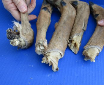 5 piece lot of Medium Whitetail Deer legs 10 to 14 inches cured in formaldehyde $35  