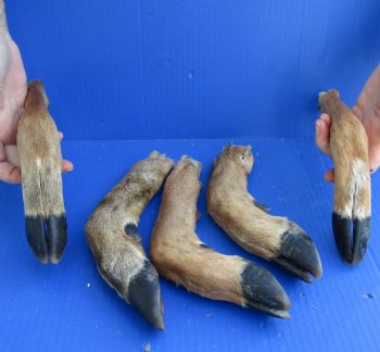 5 piece lot of Authentic Small Whitetail Deer legs 10 to 11 inches, cured in formaldehyde - buy now for $30