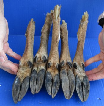 5 piece lot of Authentic Small Whitetail Deer legs 10 to 11 inches, cured in formaldehyde - buy now for $30